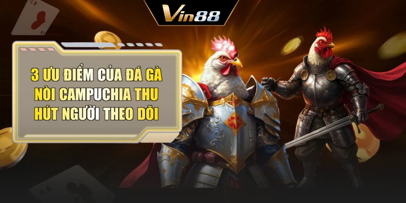 3 ưu điểm của đá gà nòi Campuchia thu hút người theo dõi