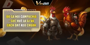 Đá Gà Nòi Campuchia - Sức Hút Là Gì Và Cách Đặt Kèo Chuẩn