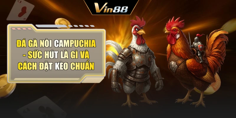Đá Gà Nòi Campuchia - Sức Hút Là Gì Và Cách Đặt Kèo Chuẩn