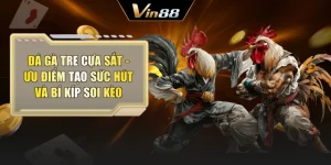 Đá Gà Tre Cựa Sắt - Ưu Điểm Tạo Sức Hút Và Bí Kíp Soi Kèo