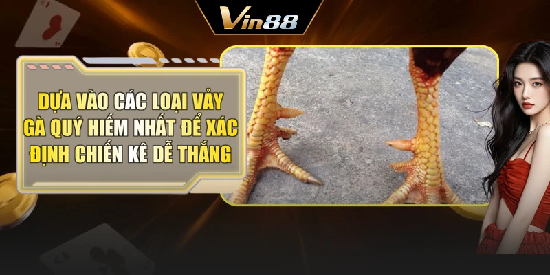 Dựa vào các loại vảy gà quý hiếm nhất để xác định chiến kê dễ thắng
