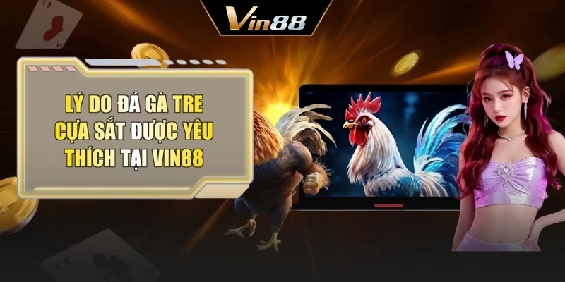 Lý do đá gà tre cựa sắt được yêu thích tại Vin88