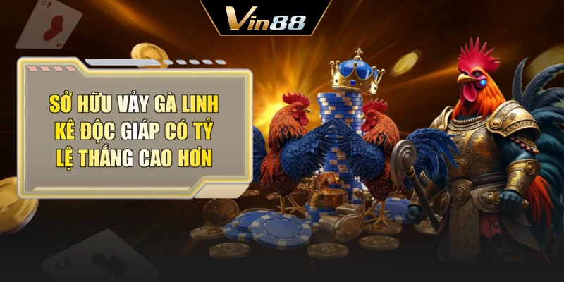 Sở hữu vảy gà linh kê độc giáp có tỷ lệ thắng cao hơn